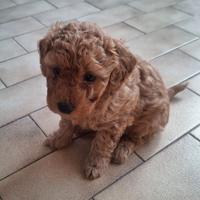 Cuccioli di Barboncino