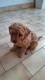 Cuccioli di Barboncino