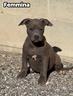 cuccioli-di-american-pit-bull-terrier-anche-a-rate