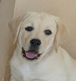 Cuccioli Labrador Gialli da allevamento Marche