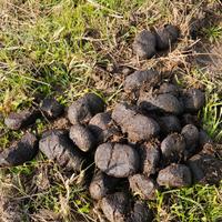 letame stallatico di cavalli biologico