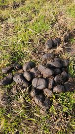 letame stallatico di cavalli biologico