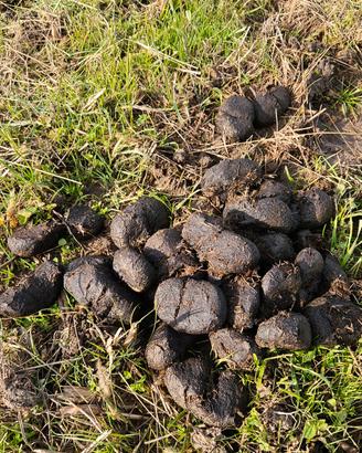 letame stallatico di cavalli biologico