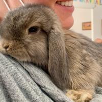 Coniglio nano Mini Lop