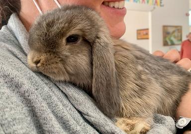 Coniglio nano Mini Lop