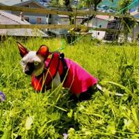 gatta sphynx