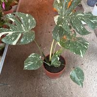 monstera thai constellation
