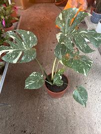 monstera thai constellation