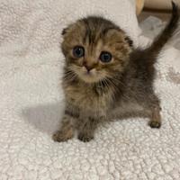 Scottish Fold