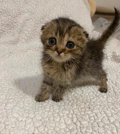 Scottish Fold