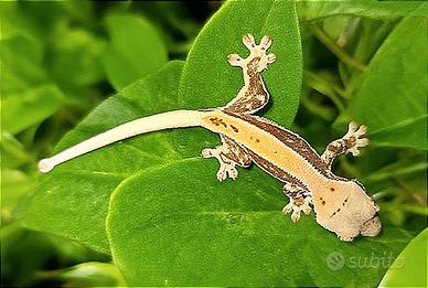 Geco Ciliatus Lilly White, scambi leopardino