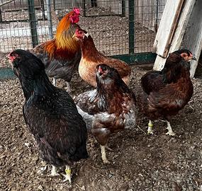 Galline araucane