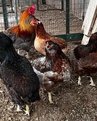 Galline araucane