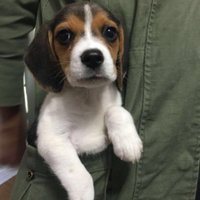 Cane Beagle nano