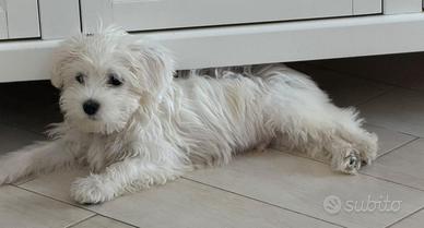 Maltese