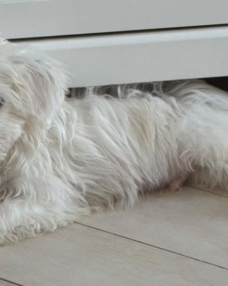 Maltese