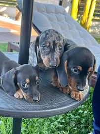 Bassotto ( cuccioli di 2 mesi )