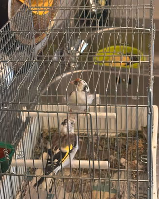 Coppia cardellino mayro pezzato