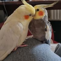 Splendida coppia di calopsite