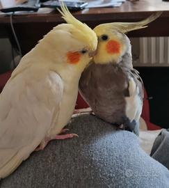 Splendida coppia di calopsite