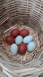 Marans Nero Ramato