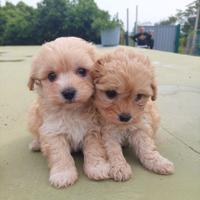 Maltipoo