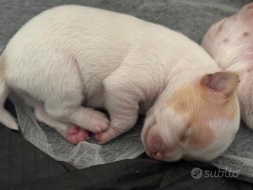 Chihuahua