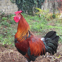 Marans, coronate siciliane, Moroseta, Cornuta