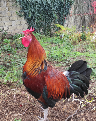 Marans, coronate siciliane, Moroseta, Cornuta