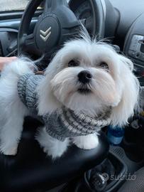 Maltese