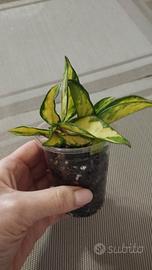 Hoya carnosa Tricolor 