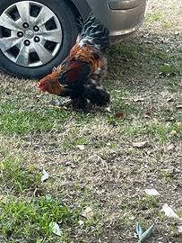 Gallo brahma perniciato oro