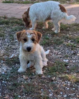 Cucciola jack russel terrier