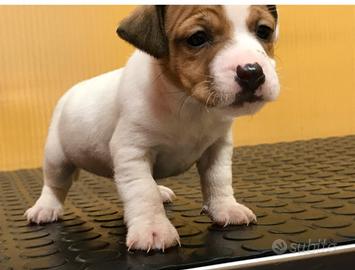 Cuccioli di jeechk russell