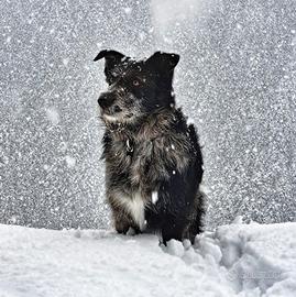 Cane taglia media, affidamento responsabile