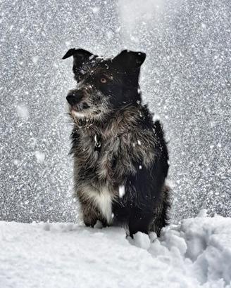 Cane taglia media, affidamento responsabile