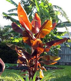 Musa siam ruby ( BANANO RARO )