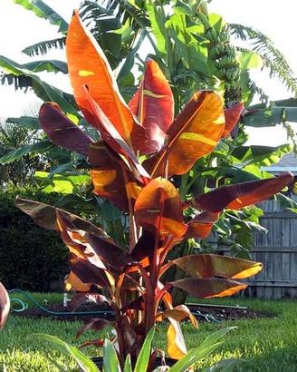 Musa siam ruby ( BANANO RARO )