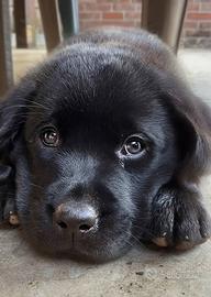 Cucciolo Labrador