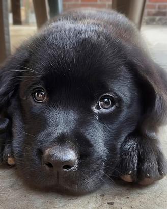 Cucciolo Labrador