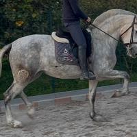 Cavalla P.R.E