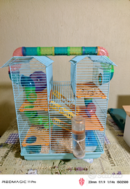 Coppia di criceti con gabbia