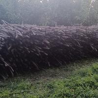 Legna nocciolo in barra