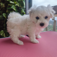 Dolce Cucciolo di Bichon á poil Frisé conPedigree