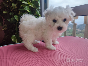 Dolce Cucciolo di Bichon á poil Frisé conPedigree