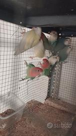 Inseparabili