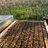 Famiglie d'api / nuclei / covata