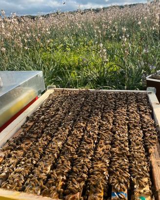 Famiglie d'api / nuclei / covata