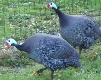 Faraone nostrane ruspanti