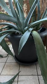 Pianta grassa Agave